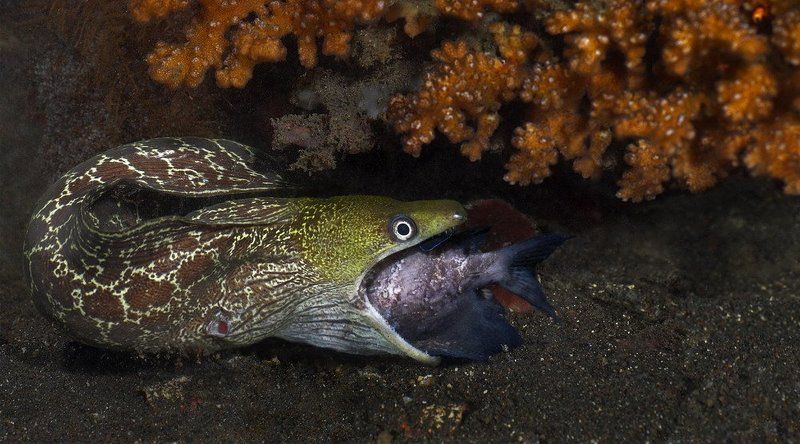 мурена,охота,бали Ночная охотаphoto preview