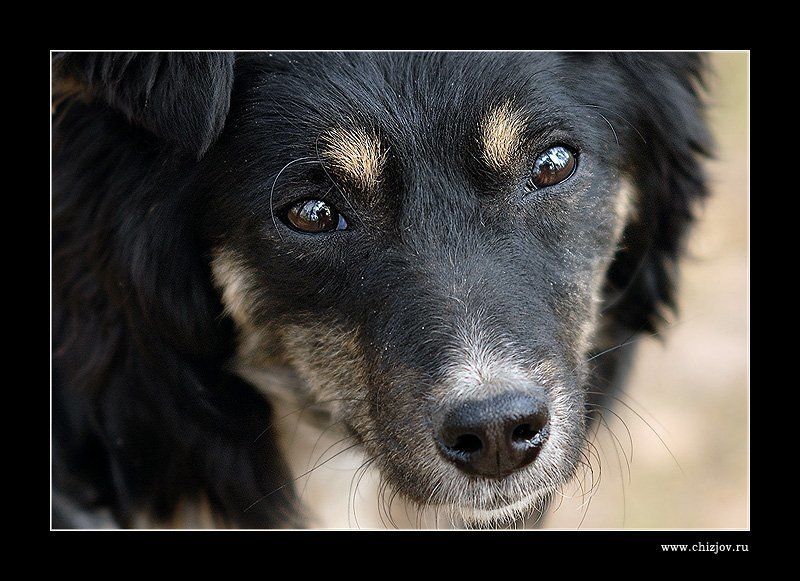 пес, собака, друг Пёсphoto preview