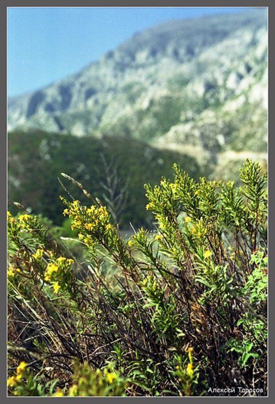 греция, икария, горы,  цветы Цветущееphoto preview