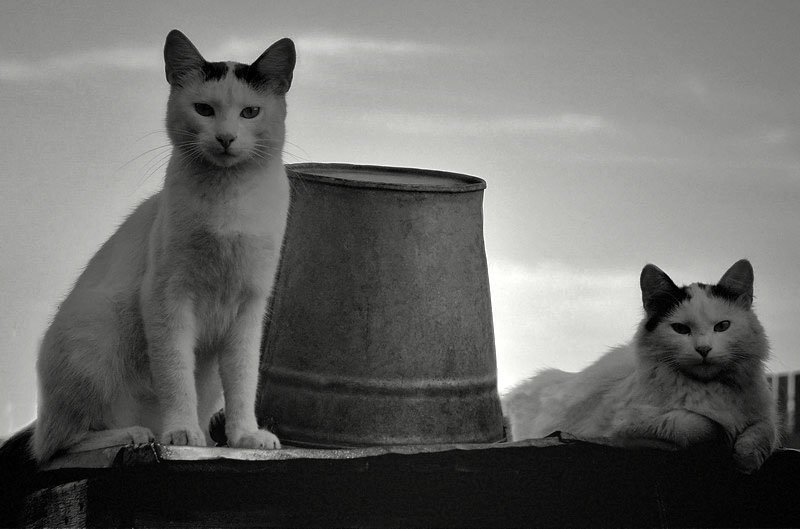 они все видятphoto preview