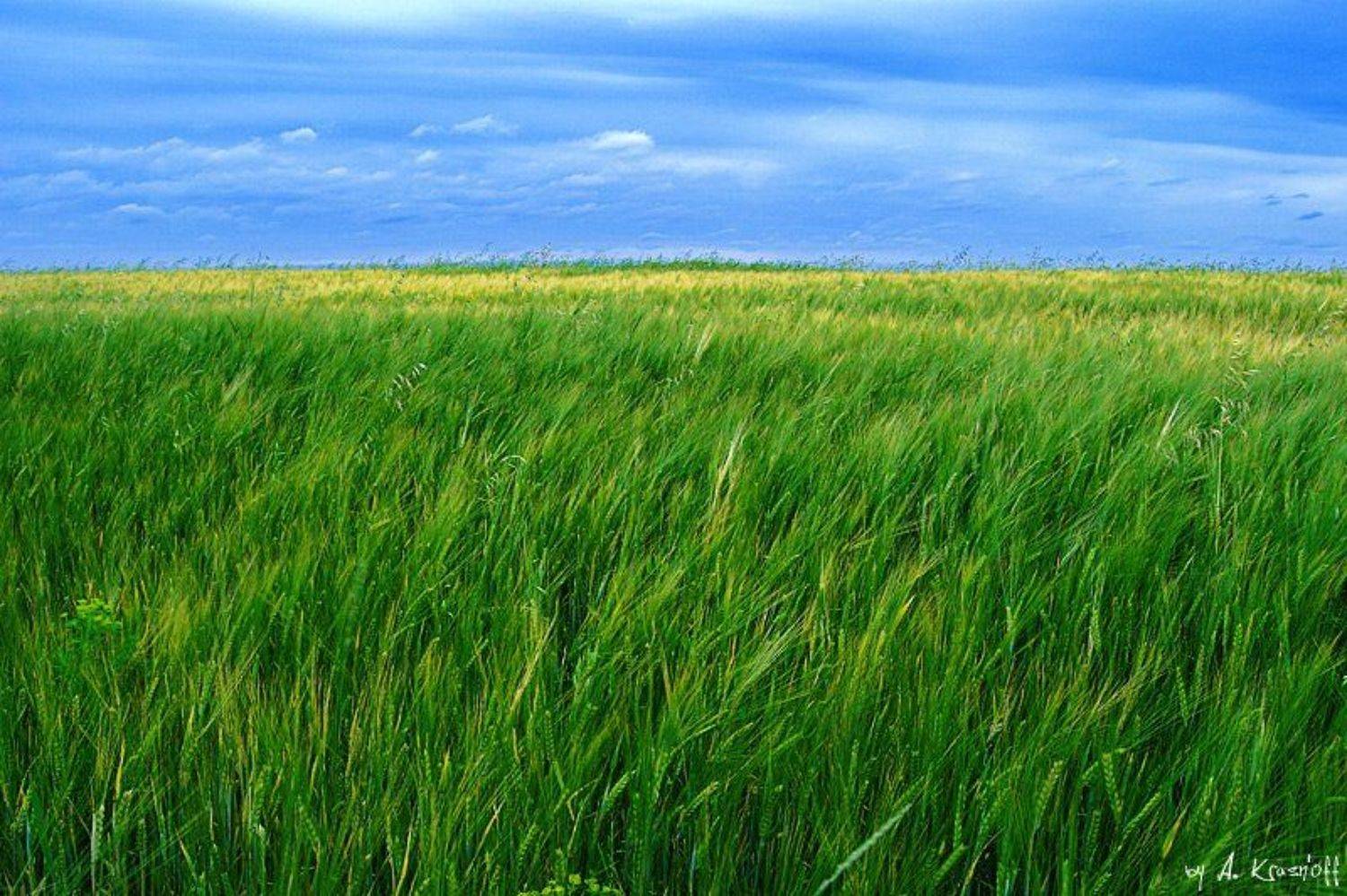 рай, поле, луг, колосья, лето, небо, A.Krasnoff