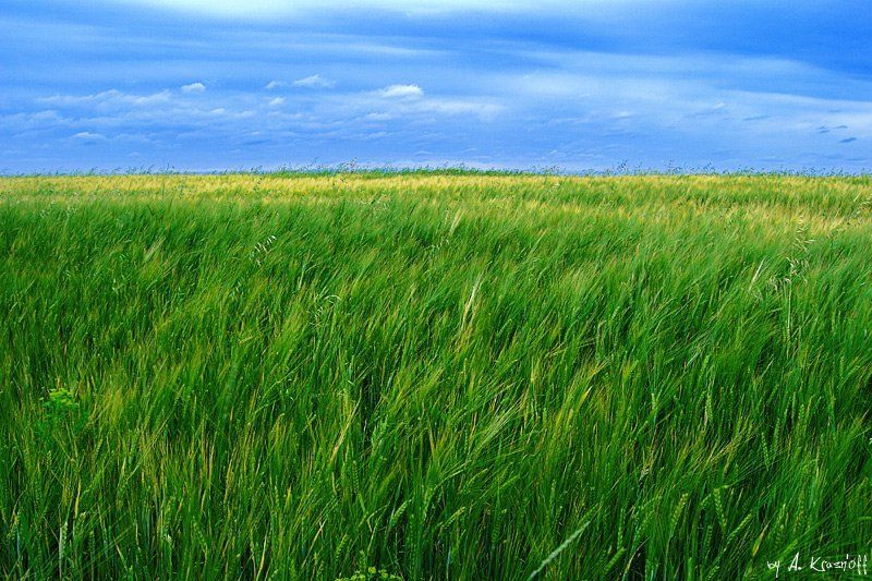 рай, поле, луг, колосья, лето, небо Heaven...photo preview