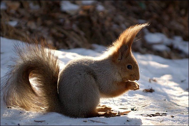 кисловодск, зверьё, белки Солнечная белкаphoto preview