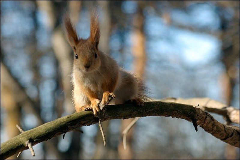 кисловодск, зверьё, белки Любопытнаяphoto preview