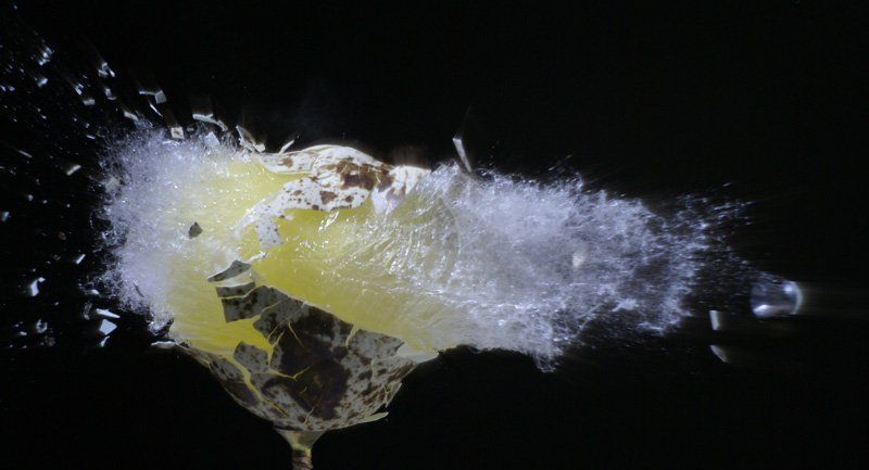 перепелиное,яйцо,пуля,выстрел,скоростная,фотография Убийствоphoto preview