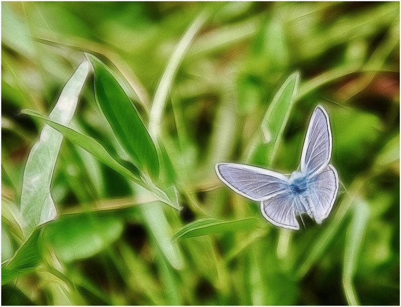 Бабочкаphoto preview