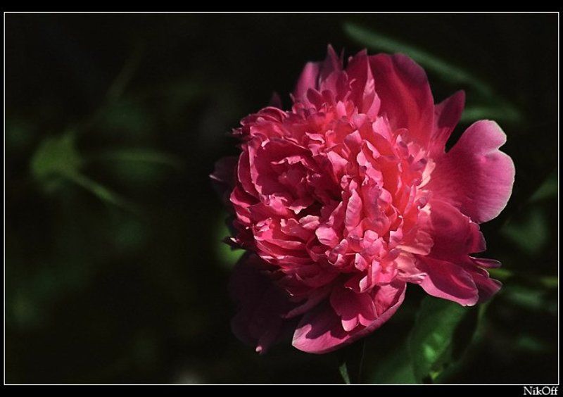 пион, свет, тьма На грани Света и Тьмы... фото превью