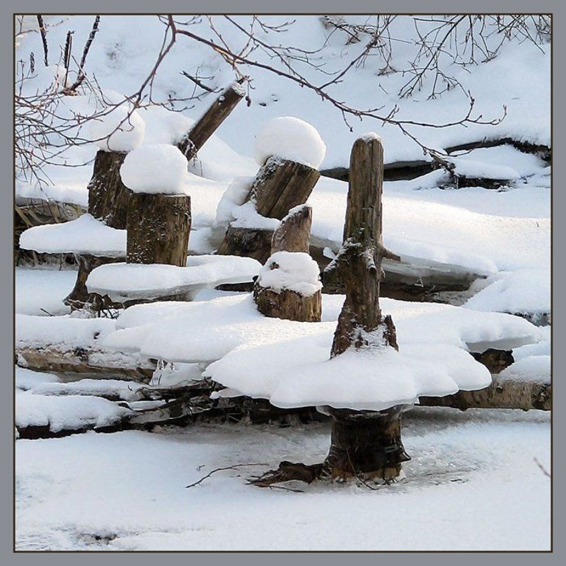 зима, лес, балерины, танец Танец белых лебедей!photo preview