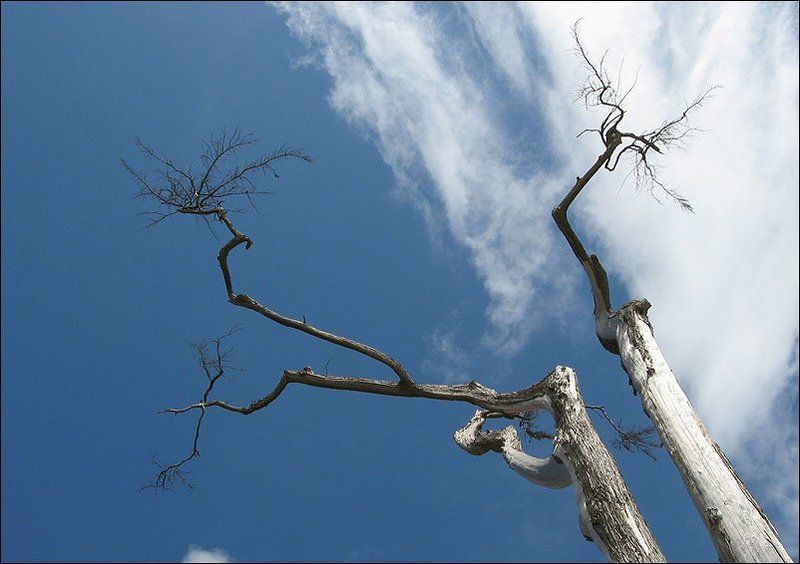 иероглиф, небо, дерево, португалия Вот такой вот иероглиф!photo preview