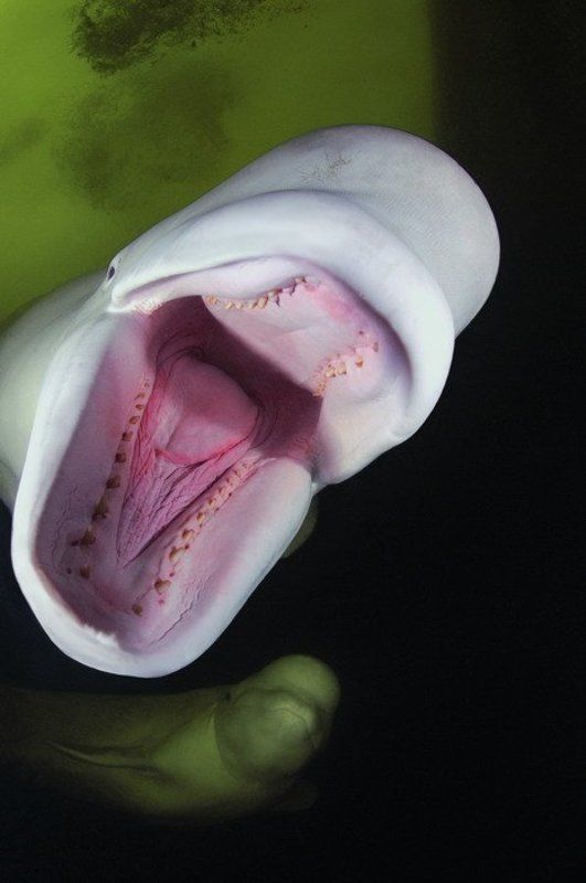 море белухи природа животные Синхронистыphoto preview