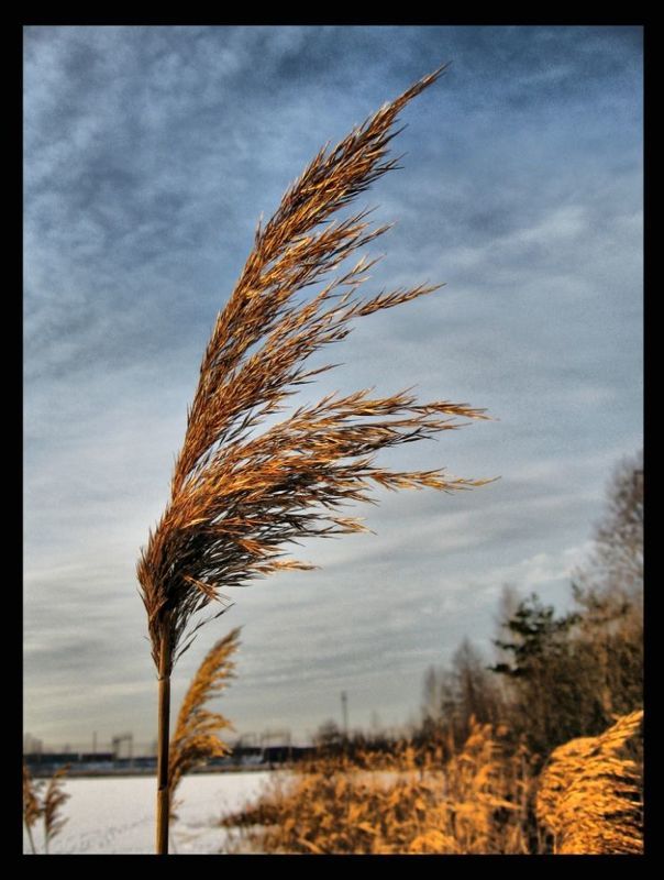 зима,декабрь ***photo preview