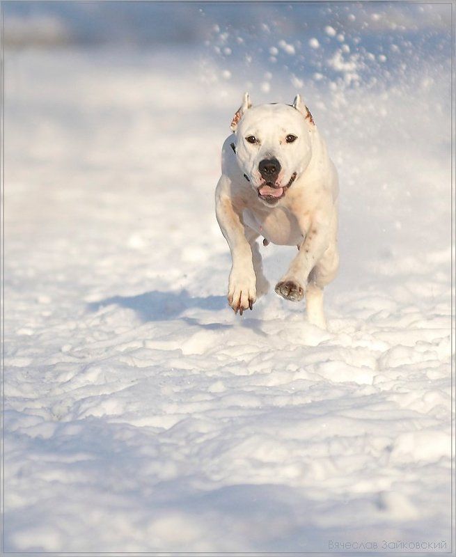 Навстречу счастью своемуphoto preview