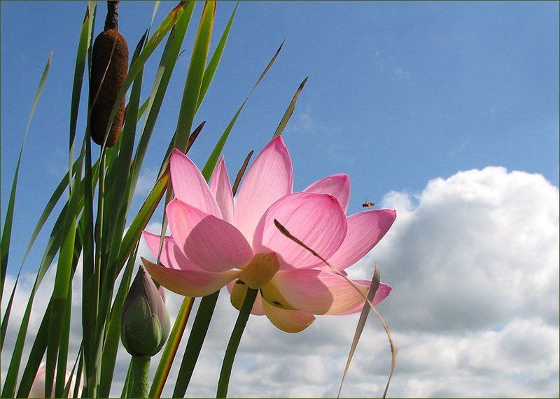 Кусочек лета фото превью