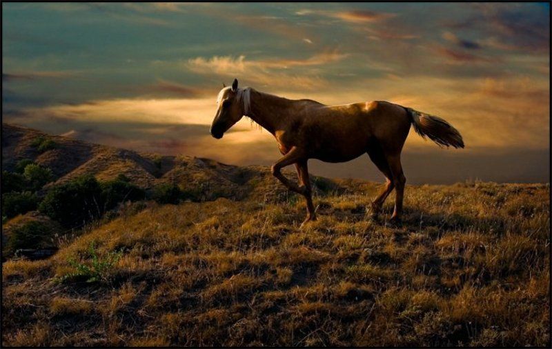 лошадка лошадка фото превью