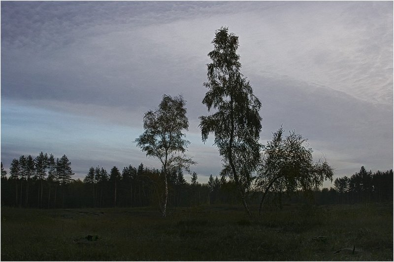 Утро в лесуphoto preview