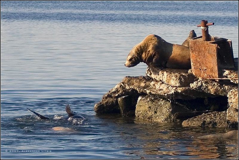 морской,лев,сивуч,причал,камчатка Спасать или сам выплывешь?..photo preview