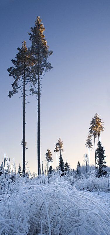 Вертикали январяphoto preview