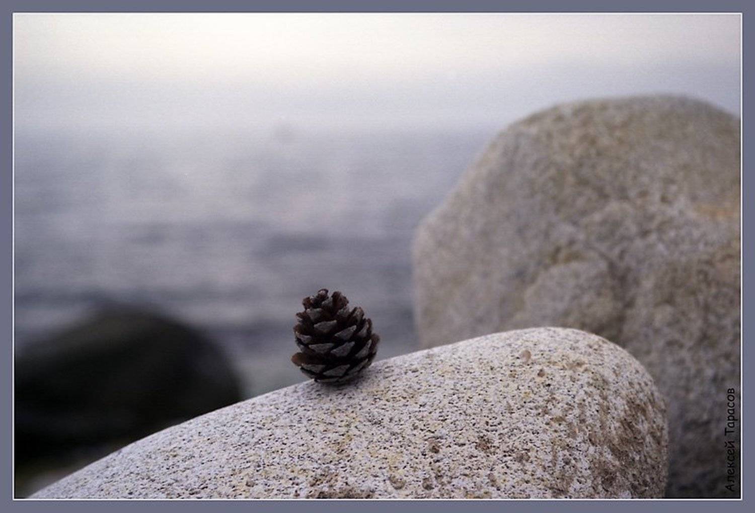 море, камни, шишка, Алексей Тарасов