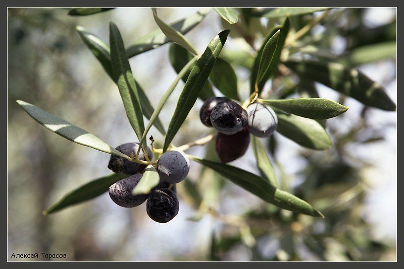 оливки Впитывая солнце...photo preview