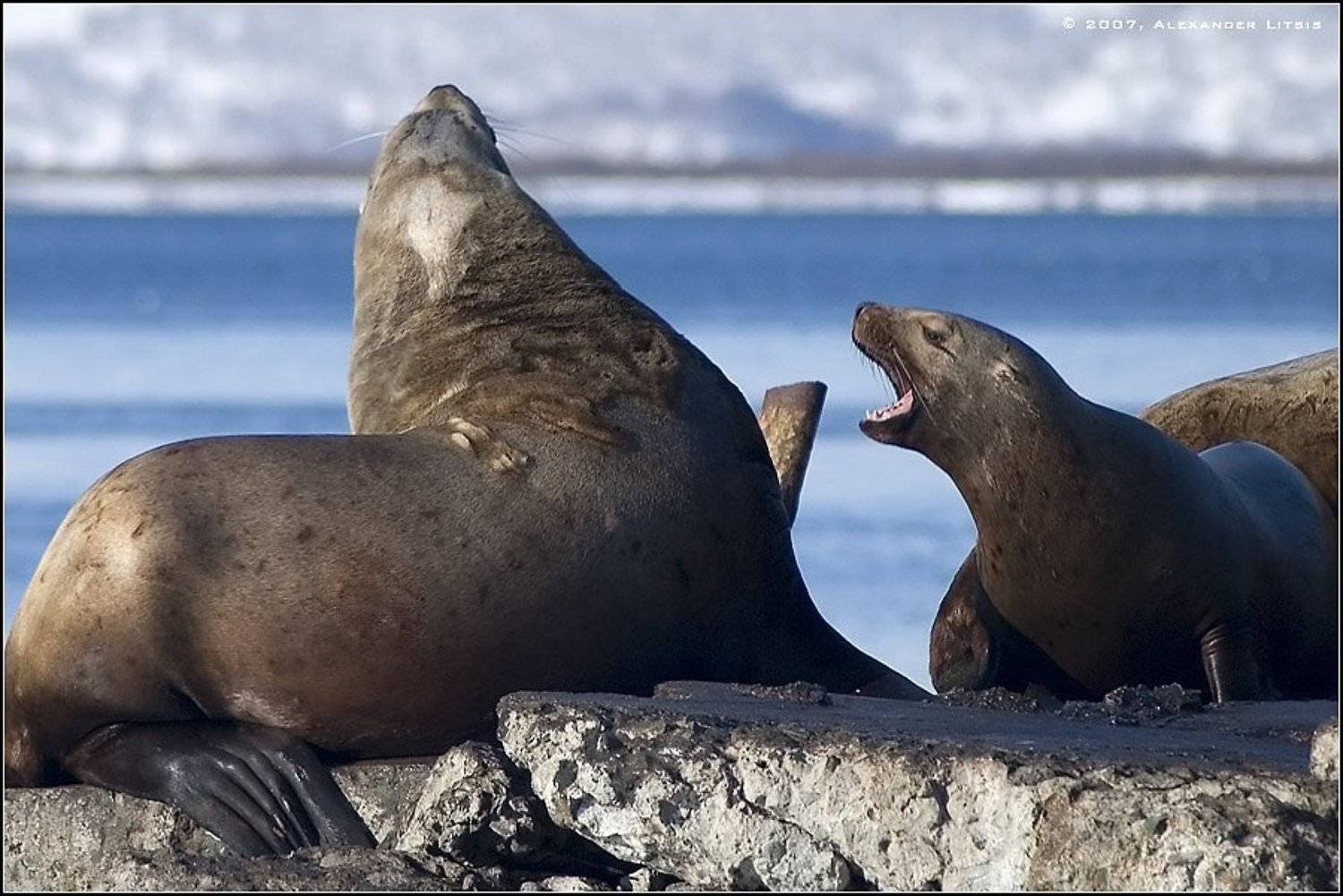 морской,лев,сивуч,причал,камчатка, Александр Лицис