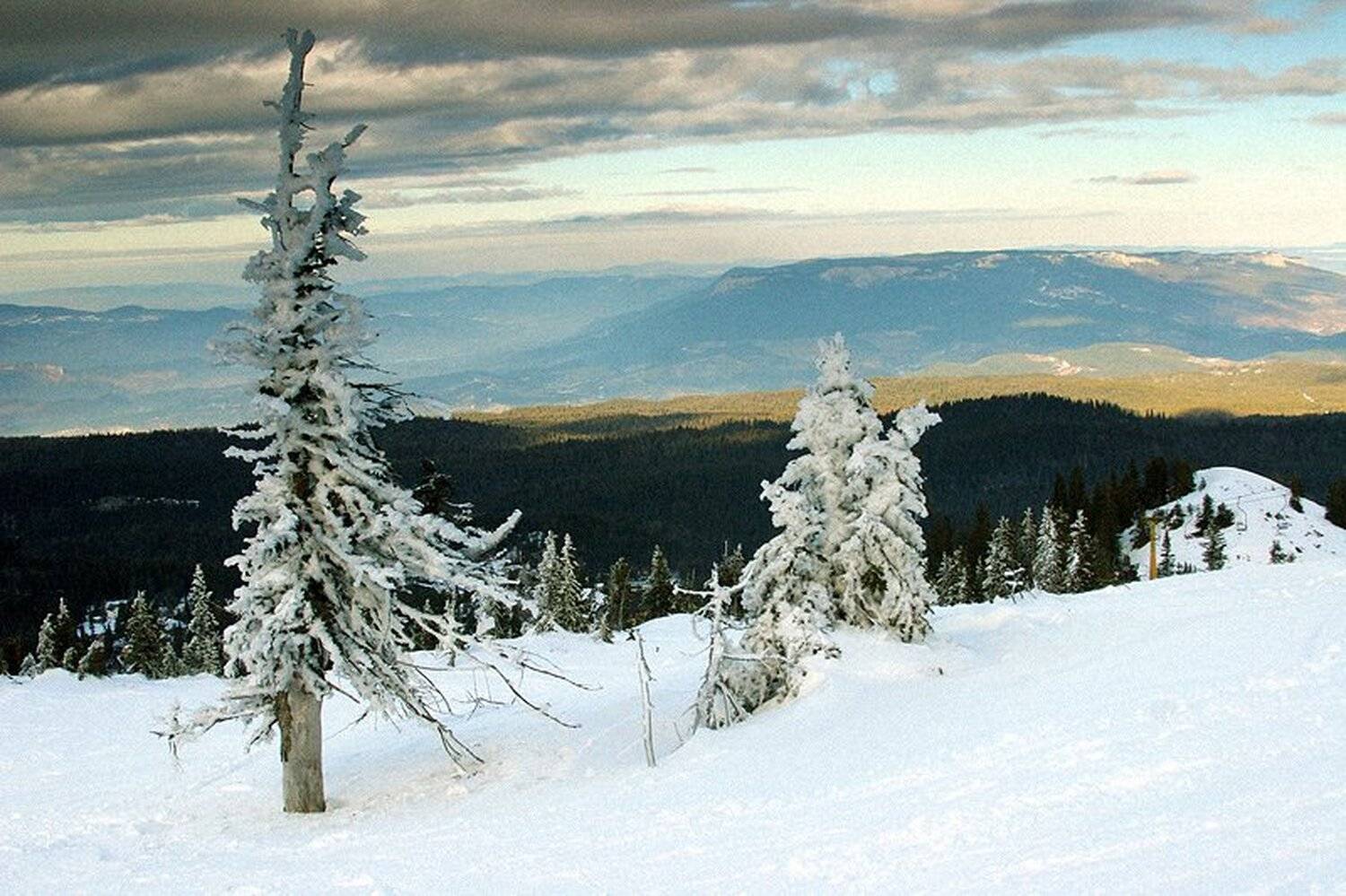 Босния #1. Автор: Mia босния, природа, снег, елка, Mia