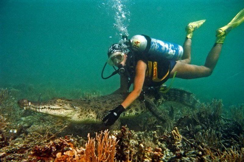 море, крокодил, природа Укротительницаphoto preview