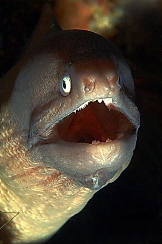 море,мурена Муренаphoto preview
