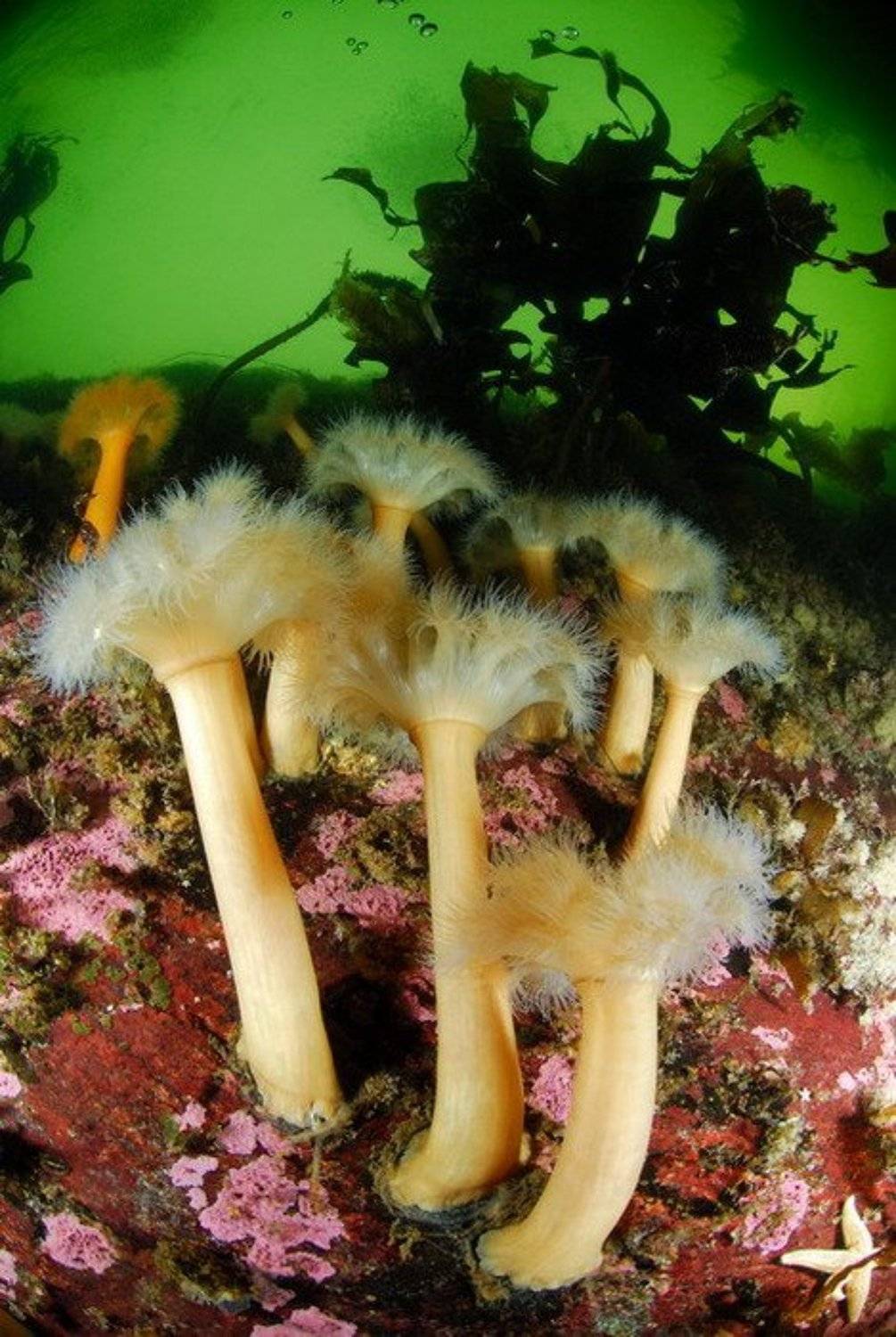 Актиневый рай. Автор: Svetlana Nosova море, природа, актинии, животные, Svetlana Nosova