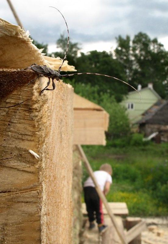 И что это он там делает?.. фото превью