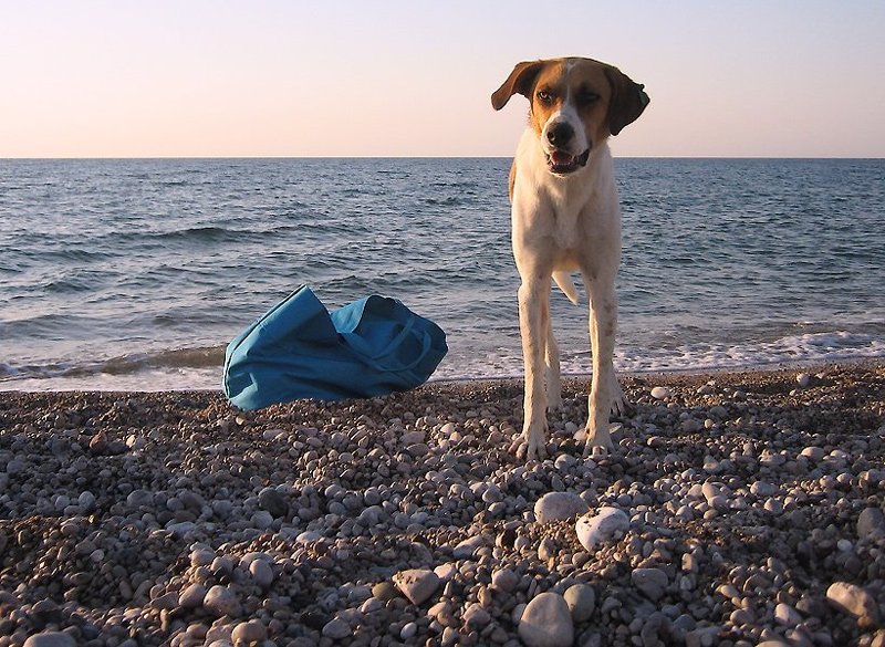 турция, кемер, рассвет, чудный пес photo preview