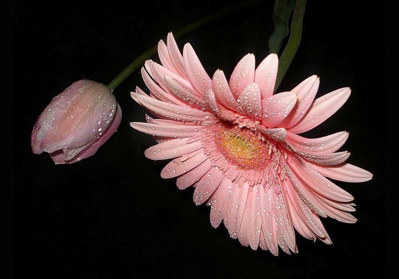 Тюльпан и гербера фото превью