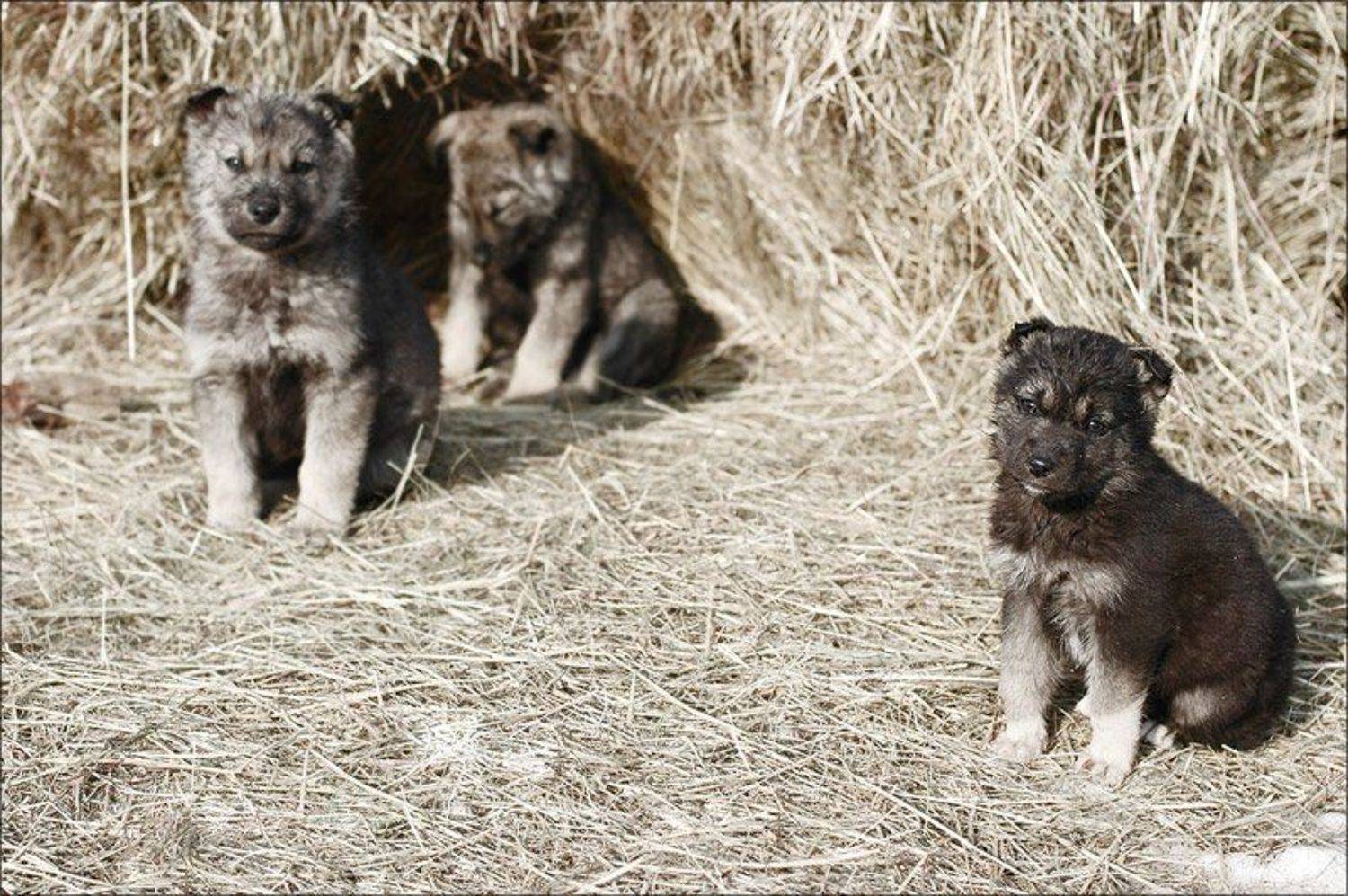 , Катерина Айку