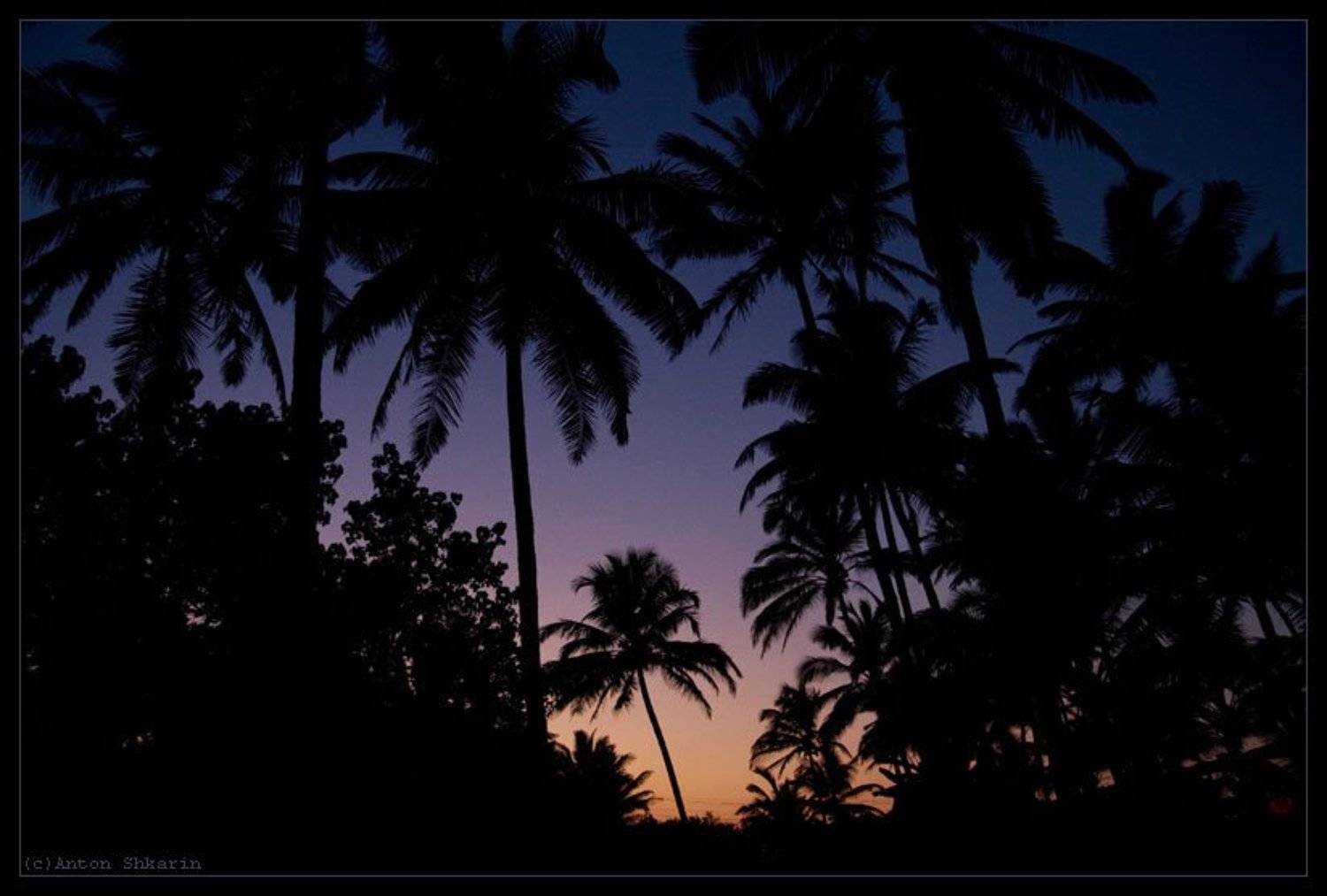 Индия. Автор: Антон Шкарин закат, пальмы, Антон Шкарин