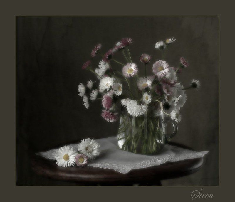 Букет маргариток фото превью