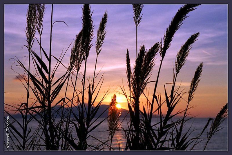 греция, икария, море, рассвет, тростник Тростниковый рассветphoto preview