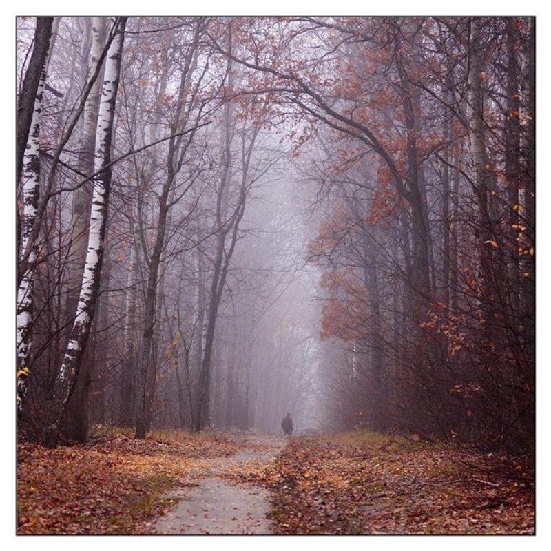 туман, осень туманные дали фото превью