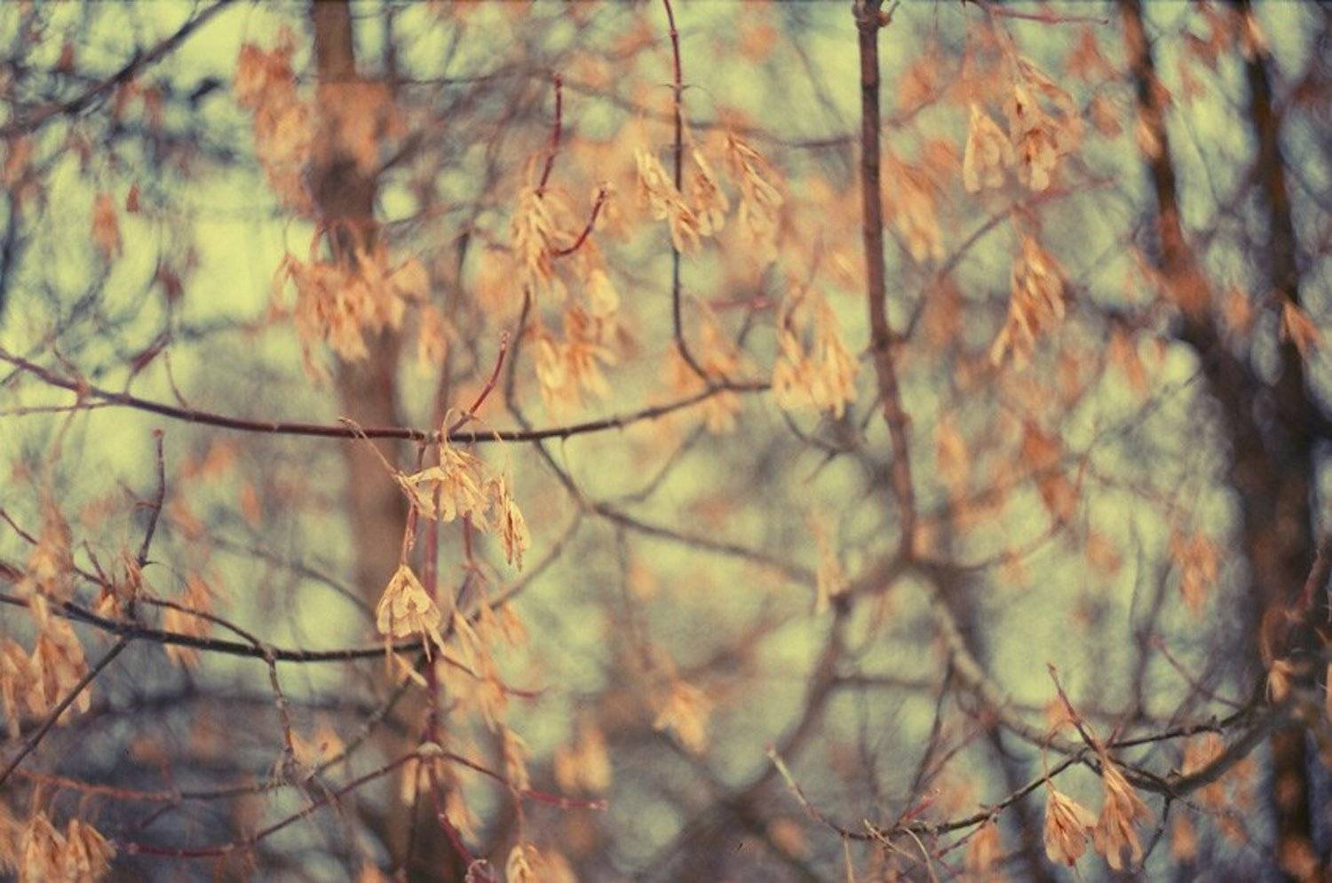 ***. Автор: kamushek kamushek, helios, пленка, зенит-122, kamushek