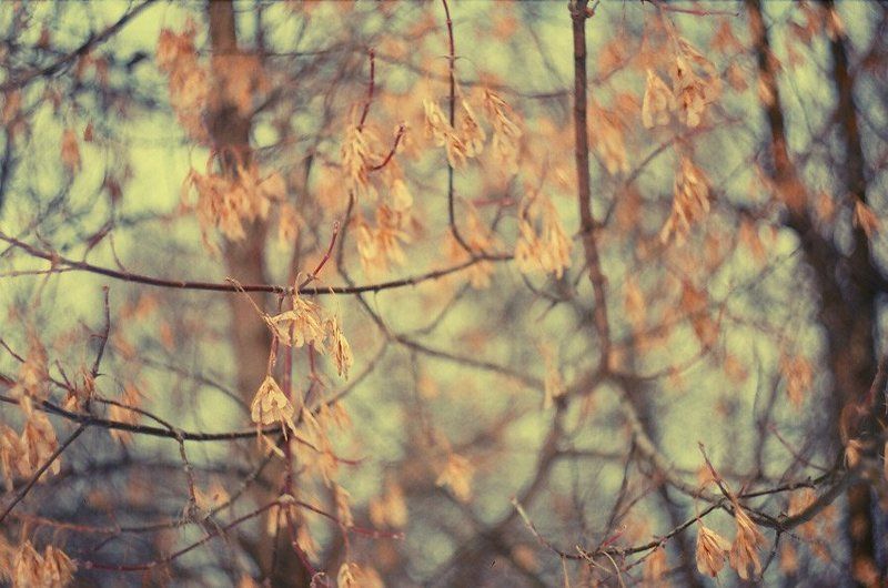 kamushek, helios, пленка, зенит-122 ***photo preview