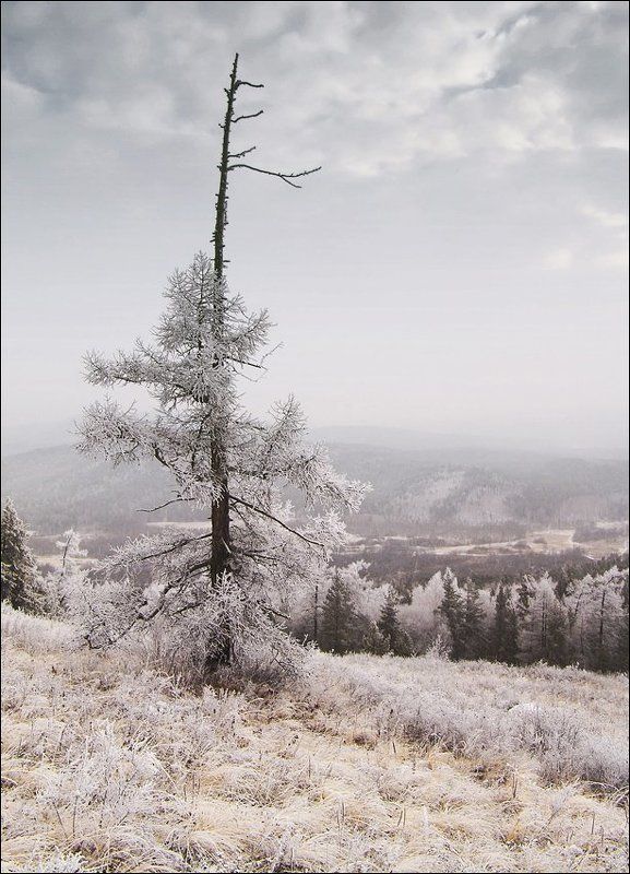 зима, снег, горы, ель, сыростан, урал Дыхание севера #2photo preview