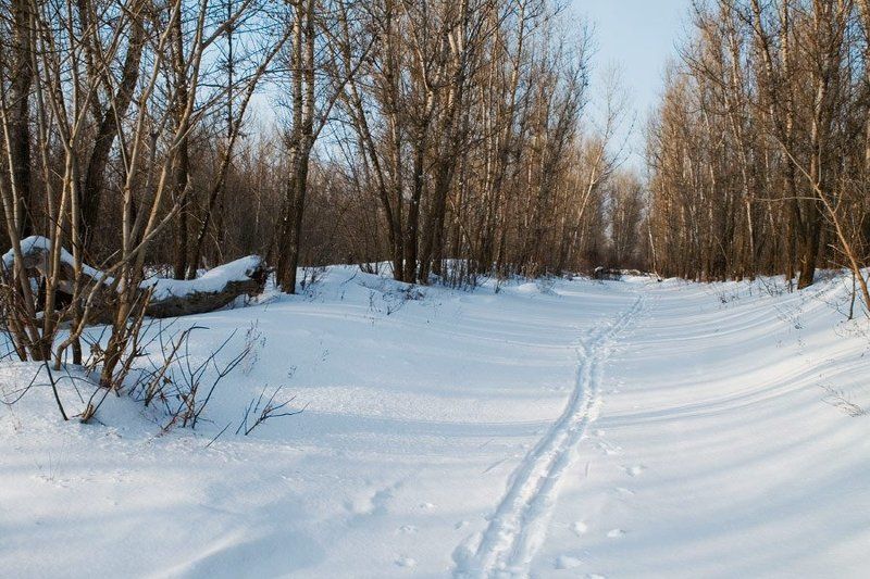 лыжня, лес. зима Путь через лесphoto preview