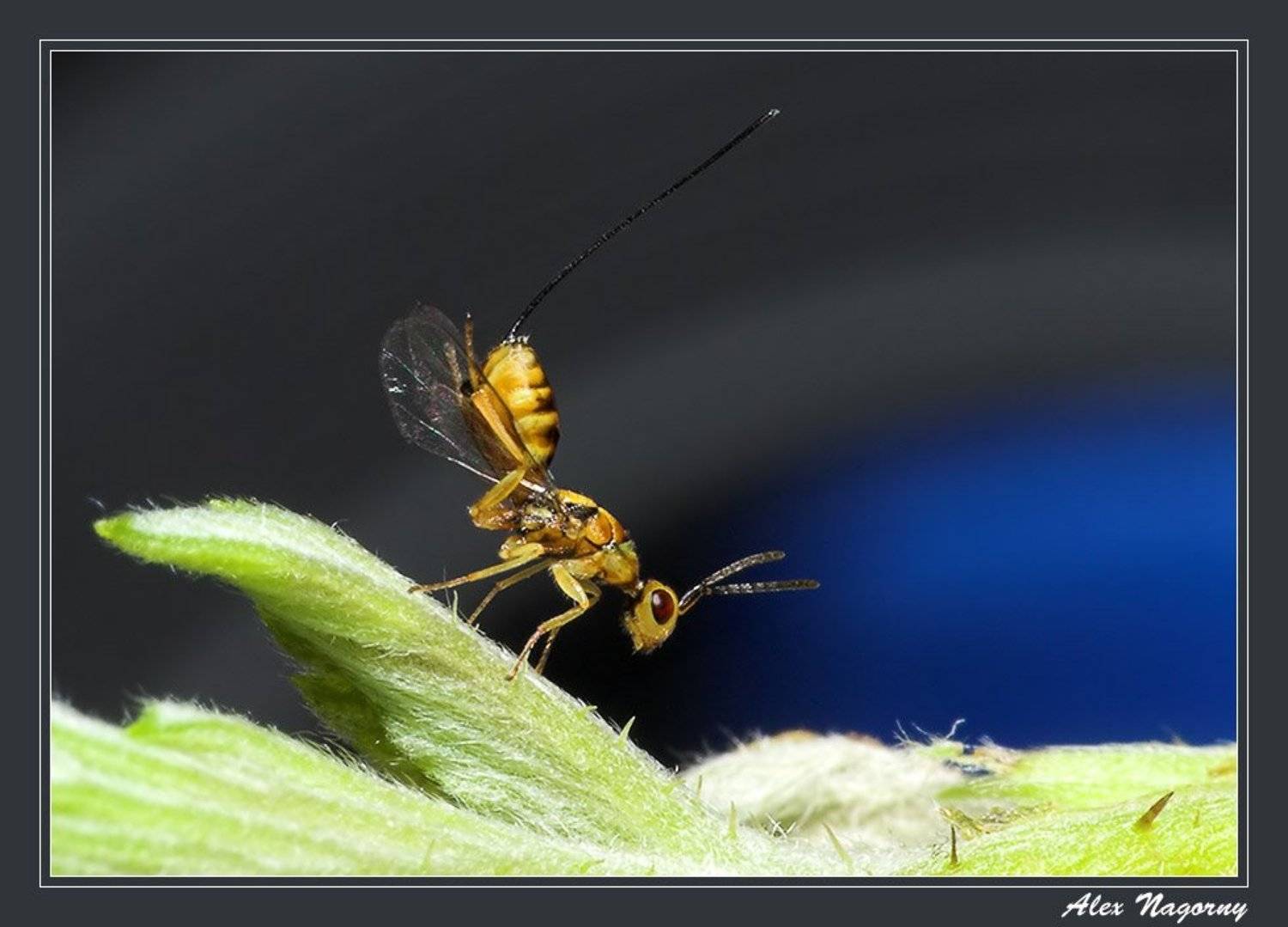 макро, фото, насекомые, перепончатокрылые, наездник, листик, небо, ФотоМаньяк