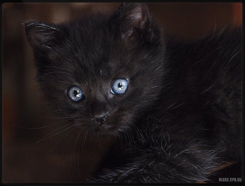 maxim #01 фото превью