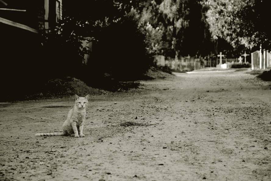 , Железняк Михаил