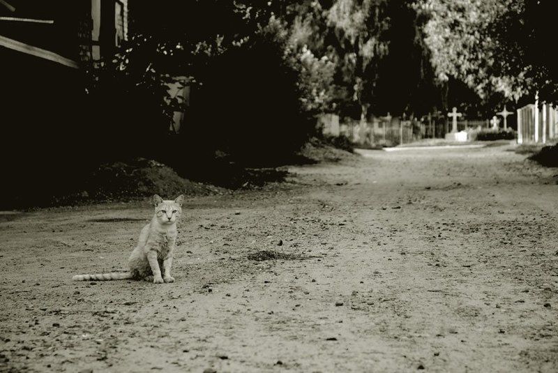 Guard...photo preview