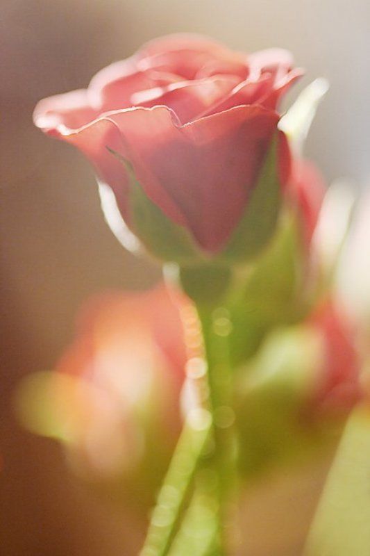 роза Утренняяphoto preview