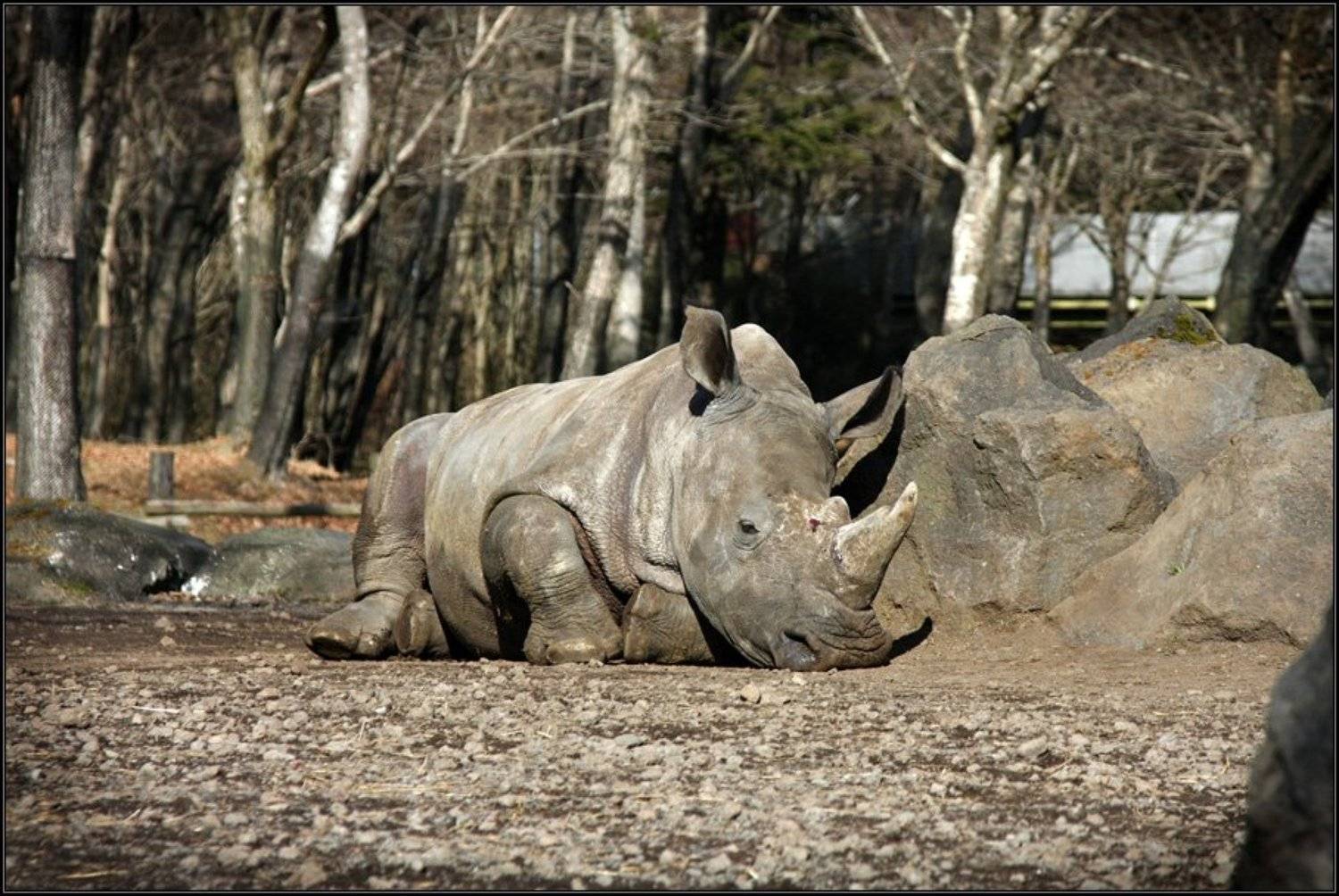 Устал. Автор: Gemini япония, фудзи сафари-парк, носорог, Gemini