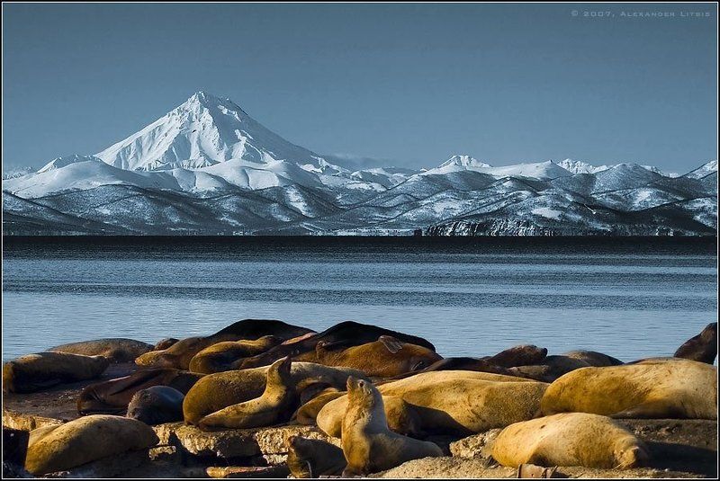 морской,лев,сивуч,вулкан,снег,горы,зима,лежбище,камчатка Пляж IIphoto preview
