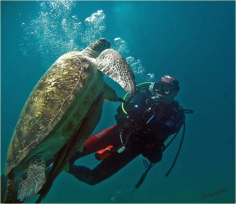 дайвер, морская черепаха, красное море Подводные танцы)photo preview