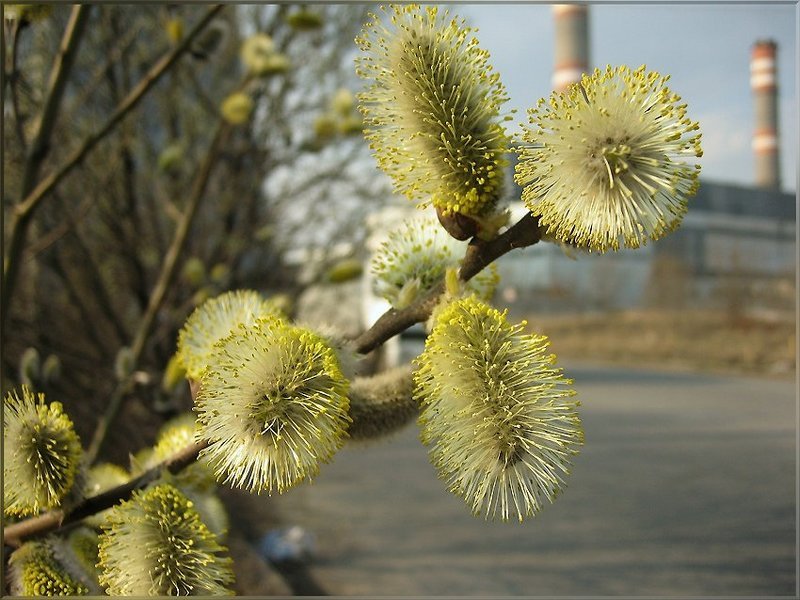 и в промзону приходит весна photo preview