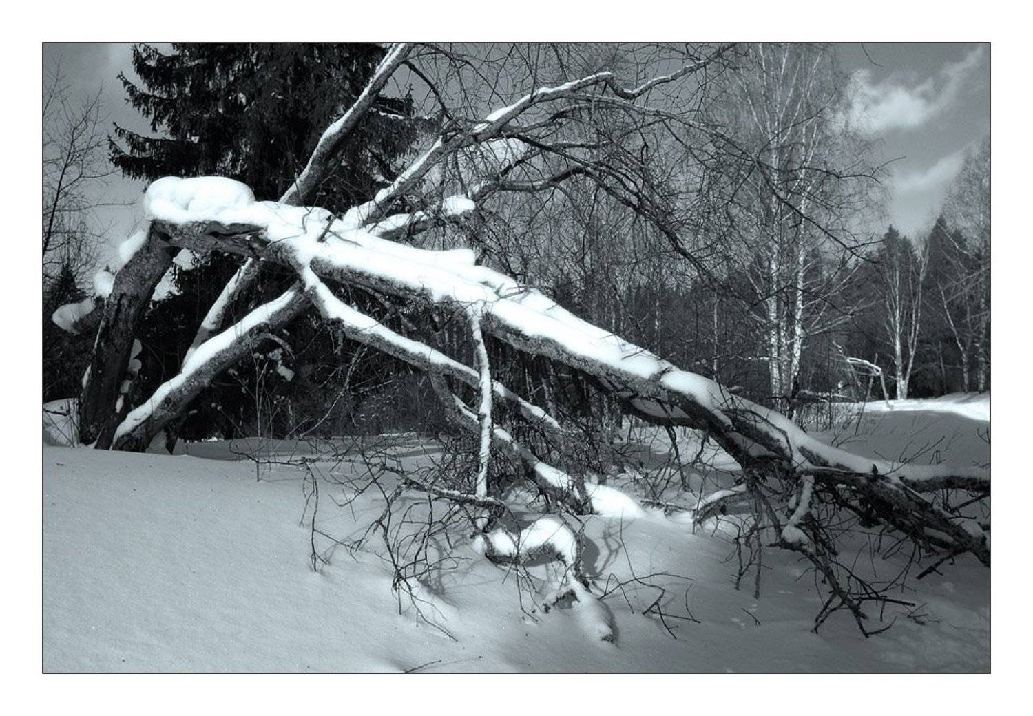 Автор: Павел лес, зима, снег, ветвь, дерево, Павел